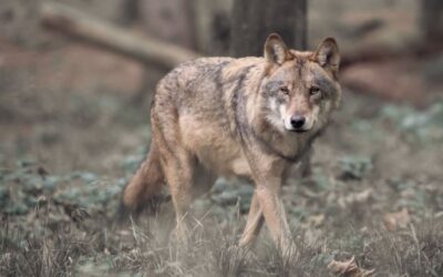 Beschermde status van de wolf verlagen?