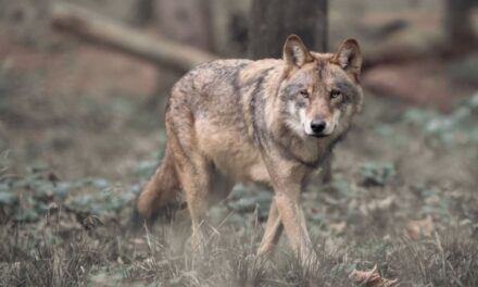 Beschermde status van de wolf verlagen?