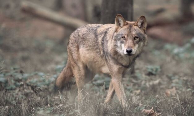 Beschermde status van de wolf verlagen?