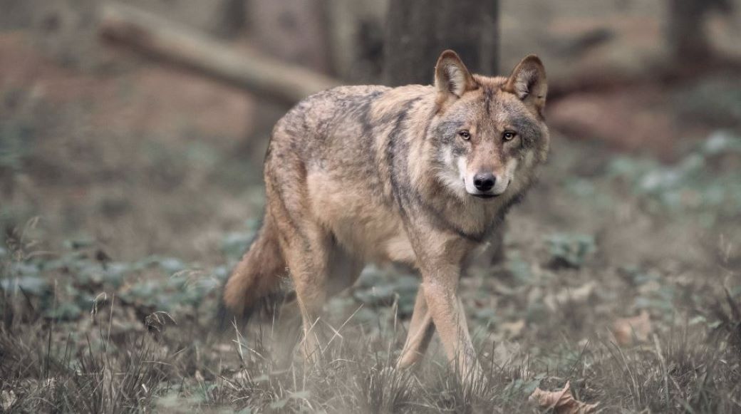 Beschermde status van de wolf verlagen?